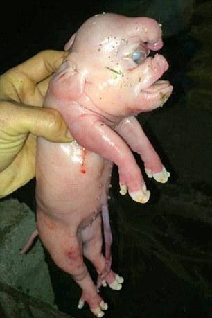 <p>Çin’in Güney’inde Naning’de doğan bu domuz, görenleri şok etti. Görünüşü uzaylıya benzetilen domuz, doğumundan kısa bir süre sonra öldü. Geriye, bilim insanlarının incelemesi için kalan bir ceset kaldı.</p>

<p> </p>
