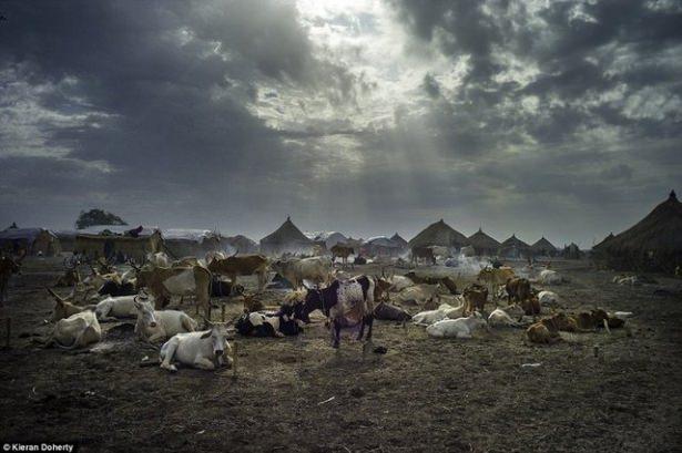 <p>Kieran Doherty'nin Güney Sudan'da çektiği sığırların fotoğrafları</p>

<p> </p>
