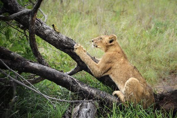 <p>Park, Afrika'daki yaban hayatını görmek ve fotoğraflamak için en iyi seçeneklerin başında yer alıyor. </p>

<p> </p>
