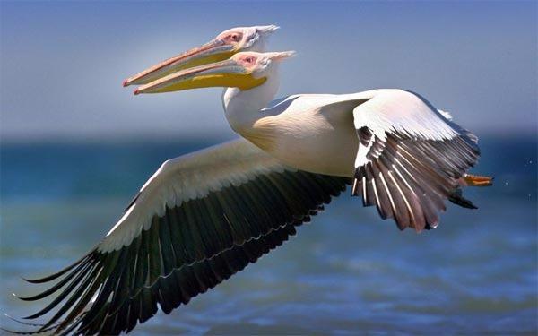 <p>Ukrayna'nın Danube deltasında bir fotoğrafçı siyam ikizi bir pelikanı böyle görüntüledi. Hayvanlarda nadir rastlanan bu durum radyasyonun etkilerinin hala devam ettiği şüphesini uyandırdı. Fotoğrafı çeken 57 yaşındaki Kucherenko, bölgede manzara fotoğrafları çektiğini o sırada birden bire bu çift başlı pelikanı gördüğünü söylüyor.<br />
Hayvanlar aleminin ilk çift başlı görüntülenen üyesi bu pelikan değil elbet. İşte diğerleri..</p>
