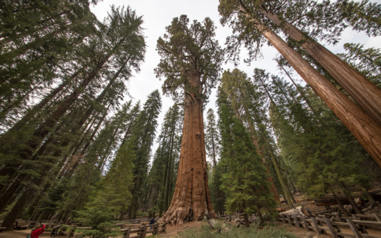 <p><strong>General Sherman</strong></p>

<p>Hacim olarak büyük en yaşlı ağaç</p>
