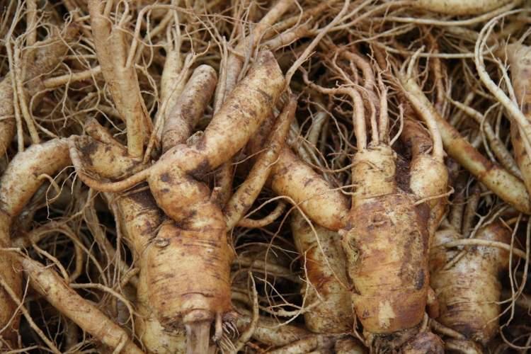 <p>Ginseng vücudun hem fiziksel hem de ruhsal stres ile savaşmasına yardımcı olur.</p>
