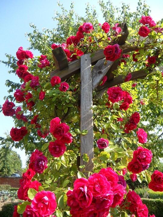 <p><strong>Sarmaşık</strong></p>
