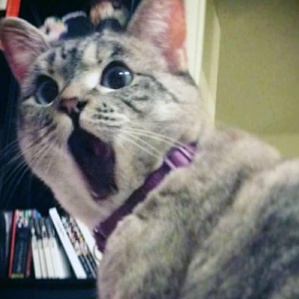 <p>Nala </p>

