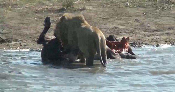 <p>Vahşi yaşamda nadir görülen olay Güney Afrika'nın dünyaca ünlü Kruger Milli Parkı'nda yaşandı..</p>
<p> </p>
