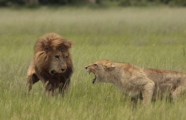 <p>Ünlü doğa fotorafçısı Lee Wittarm'ın geçen ocak ayında Botswana'nın Okavango Deltası'nda, aslanlarla ilgili yeni belgeselinin çekim çalışmaları sırasında, yavrularının babası olan erkek aslanla dişi aslanın kavgaya tutuştukları an, objektife yakalandı.</p>

<p> </p>
