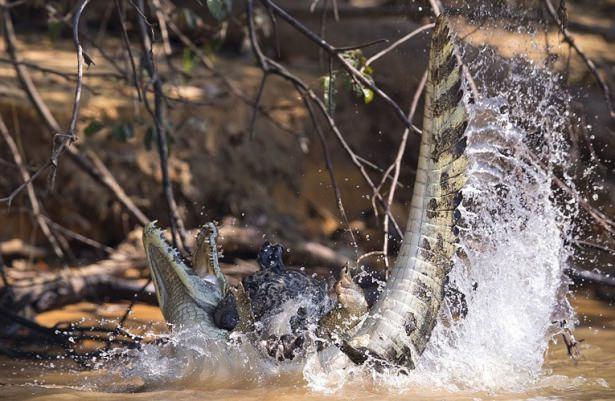 <p>Brezilya'da nehrin dışında güneşlenen bir timsah, jaguarın saldırısına uğradı.. Pusu kuran jaguar aniden timsahın üstüne atladı...</p>

<p> </p>
