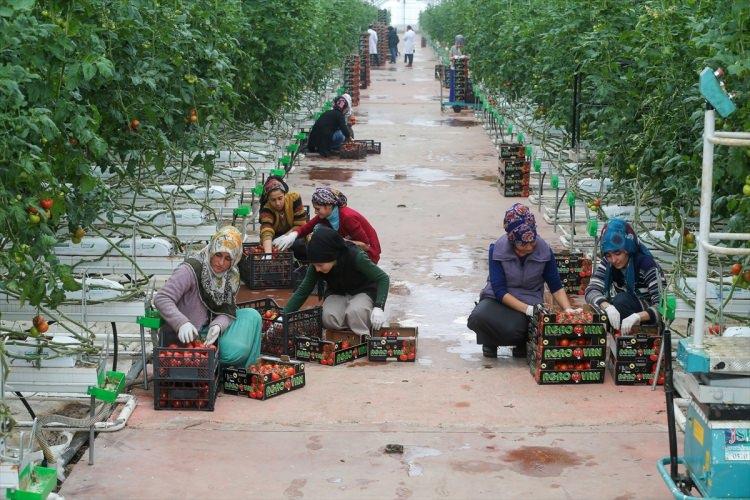 <p>12 milyon liraya mal olan ve üretim kapasitesiyle ilçe ekonomisine katkı sağlayan seralarda üretilen 10 çeşit domatesin başta İspanya ve Rusya olmak üzere birçok ülkeye ihraç edilmesi hedefleniyor.</p>
