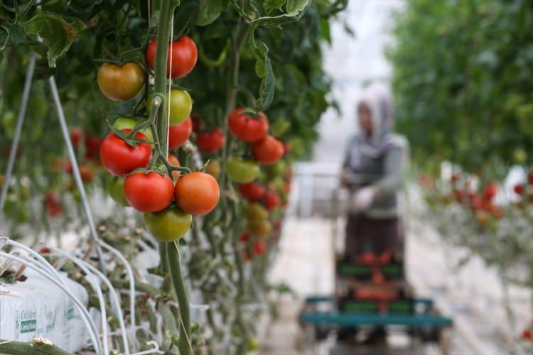 <p>Taşkın, projenin kabul edilmesi, 120 kilometre boru döşenerek yalıtımının sağlanması ve sistemlerin kurulum sürecinin uzaması nedeniyle serayı 7 yılda tamamlayabildiklerini kaydederek, 8 aydan bu yana üretim yaptıklarını aktardı.</p>
