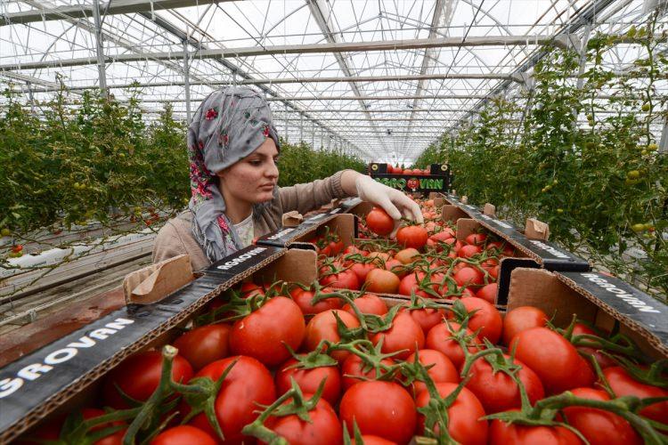 <p><strong>"YURT DIŞINA AÇILMAYI PLANLIYORUZ"</strong></p>

<p>Faaliyete başladıkları süre içinde 350 ton domates üretildiğini belirten Taşkın, şöyle devam etti:</p>
