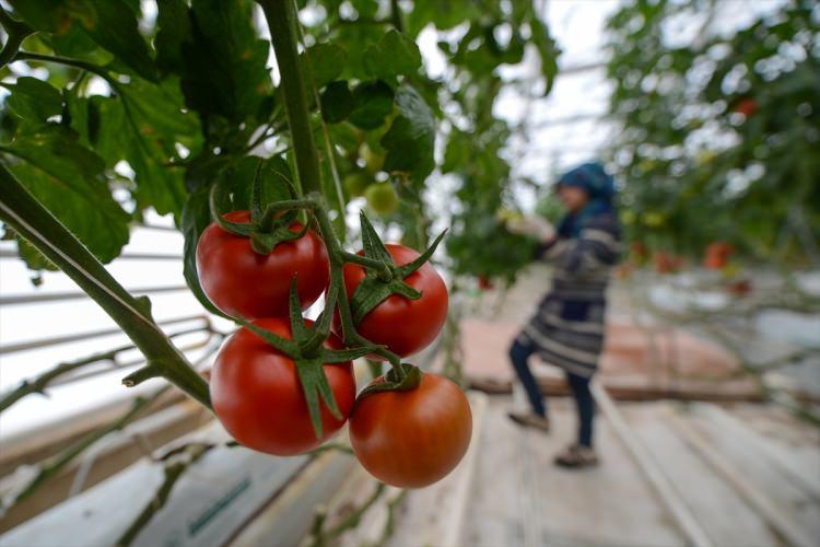 <p>"Buranın yıllık üretim potansiyeli bin 500 ton. Yurt içinde çok yoğun talep alıyoruz. Ankara ve İstanbul olmak üzere birçok ilimizin domates ihtiyacını buradan sağlıyoruz. Ürünlerimizi ihraç etmek gibi bir hedefimiz de var. </p>
