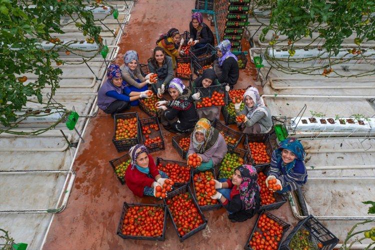 <p>Vatandaşların bu projeyle topraksız tarımla tanıştığını anlatan Davşan, "Seralar rakımı çok yüksek bir yerde kurulmuş. Kış aylarında dondurucu soğuk hakim oluyor. Buna rağmen dış görünüşü ve lezzetiyle çok kaliteli bir domates üretiyoruz. Serada bitkinin yetişebildiği tüm olanakları sağladık. Ailesine katkı sağlamak için başvuran insanlarımız için burası ekmek kapısı haline geldi." diye konuştu.</p>
