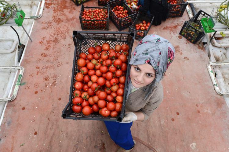 <p><strong>"KARDEŞLERİMİN EĞİTİM MASRAFLARINI KARŞILIYORUM"</strong></p>

<p>Proje sayesinde iş sahibi olduğunu belirten Bahar Tamçınar ise serada çalışarak hem aile bütçesine katkı sağladığını hem de çeyizi için para biriktirdiğini belirtti.</p>
