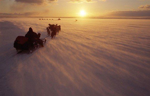 <p>Britanyalı fotoğrafçının karelerinde tundraya yayılan 1000 ren geyiğinden oluşan sürü ve kuzey ışıkları da yer aldı.</p>
