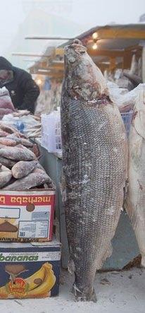 <p>&nbsp;İşte bu şehirde kurulan kurulan bir yiyecek pazarından alışılmadık manzaralar....&nbsp;</p>
