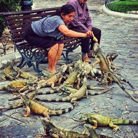 <p>Ekvador’da kuş beslemek…</p>

<p> </p>

<p> </p>
