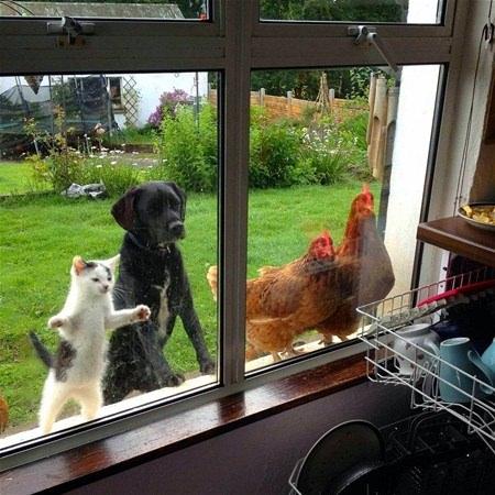 <p>Neye baktıkları bir türlü anlaşılamayan, ‘Bremen Mızıkacıları’ üyeleri…</p>

<p> </p>
