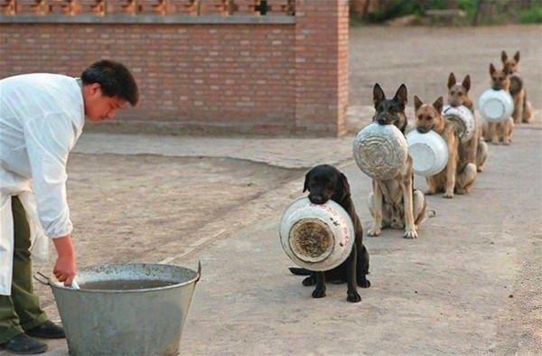 <p>Çin’de yemek sıralarını bekleyen polis köpekleri…</p>

<p> </p>
