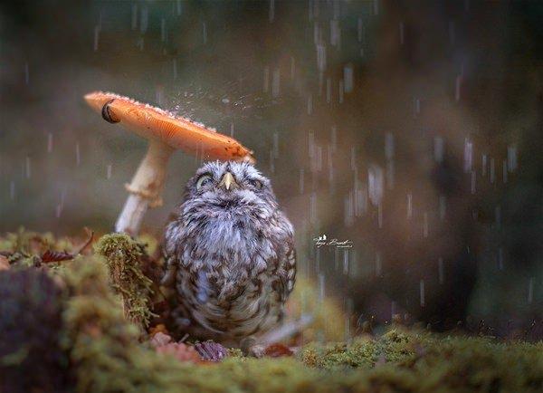 <p>“Komşum Totoro”</p>

<p> </p>
