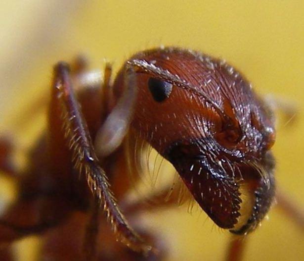 <p>Zehirli karıncalar Onların da yol açtığı ölüm sayısı 500'ü buluyor...</p>
