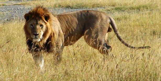 <p>Afrika aslanları Yol açtıkları ölüm sayısı 550 civarında</p>