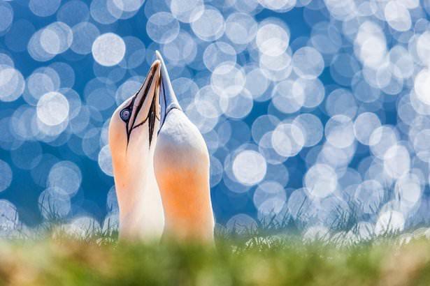 <p><strong>7. Heligoland Adası'ndaki Sümsük Kuşları</strong></p>

<p>( Robert Sommer/National Geographic Traveler Fotoğraf Yarışması)</p>
