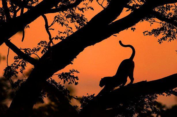 <p><strong>10. Ağaçta dinlenen dişi leopar</strong></p>

<p>Kwai, Okavango Deltası, Botswana. ( Chris Schmid/National Geographic Traveler Fotoğraf Yarışması )</p>
