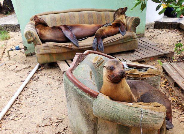 <p>12. Fokların oturma odası</p>

<p>Isabella, Galapagos. ( Ryan Essex/National Geographic Traveler Fotoğraf Yarışması)</p>
