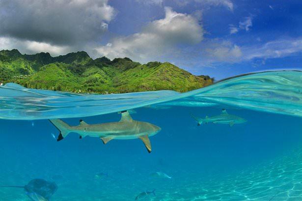 <p><strong>16. Fransız Polonezyası, Moorea, Tiahura</strong></p>

<p>( Gregory Bru/National Geographic Traveler Fotoğraf Yarışması)</p>
