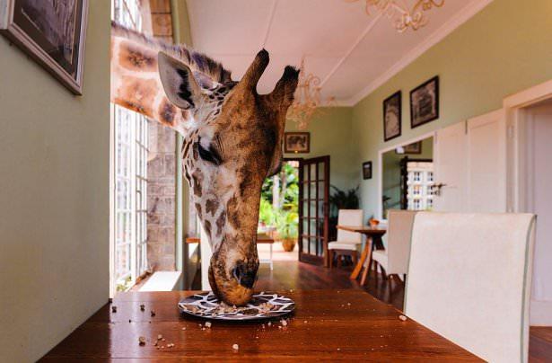 <p><strong>18. Giraffe Manor, Nairobi</strong></p>

<p>Burada yaşayan Zürafalar tamamen evcilleşmiş ve insanlarla iç içe yaşıyorlar. Genellikle insanların elinden yemek yiyen bu tatlı hayvanlar tabaklarınıza da dadanmaktan geri durmuyorlar. (Gavin Werbeloff/National Geographic Traveler  Fotoğraf Yarışması)</p>
