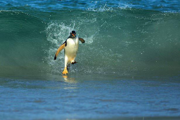 <p><strong>23. New Island'a geri dönen bir ''Gentoo''</strong></p>

<p>Tüylerinden anlaşıldığı üzere yavru bir gentoo New Island, Falklands'a  geri dönüyor. ( Shanu Subra/National Geographic Traveler Fotoğraf Yarışması)</p>
