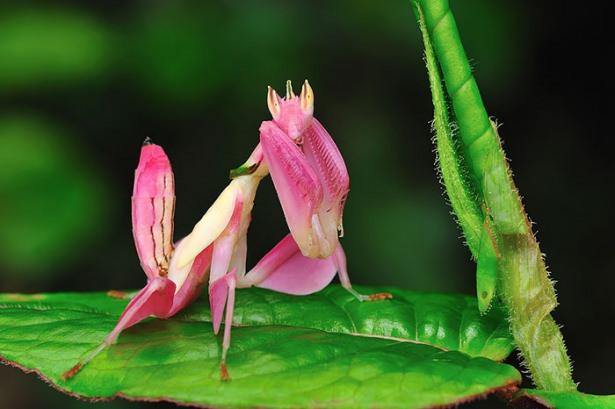 <p>Pembe Orchid (Orkide) Mantis</p>
