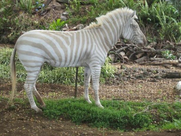 <p>Zebra</p>
