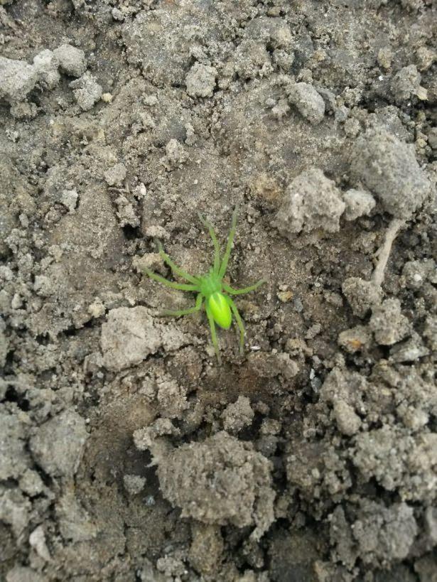 <p>Yeşil Örümcek</p>
