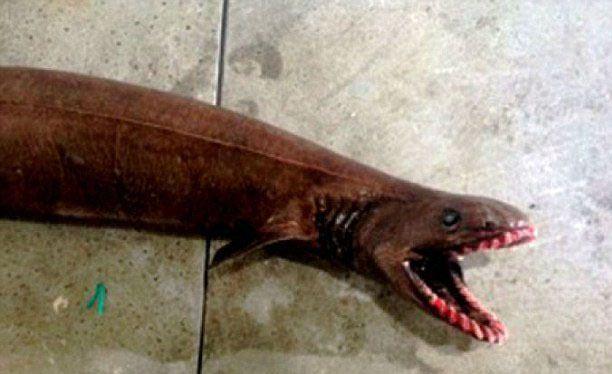 <p><strong>BU BALIĞIN TÜRÜ NEDİR?</strong></p>

<p>Bu balık koyu kahverengi , yılan balığı görünümlü  yaşayan fosil olarak bilinen bir Fırfırlı köpekbalığıdır</p>

