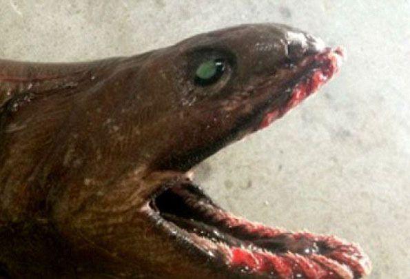 <p>Avustralya'da sudan korkunç bir köpekbalığı çıkartıldı. 300 dişi olan balık korku yarattı. </p>
