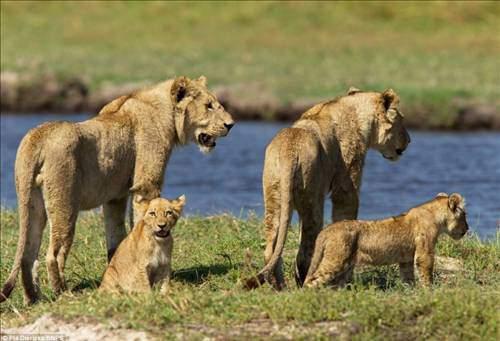 <p>Botsvana`nın Okavango deltasında bir anne aslan yolunun üstündeki gölden yavrularıyla birlikte geçecekti. Ama göldeki timsah yavrular için tehlike oluşturuyordu.</p>

<p> </p>
