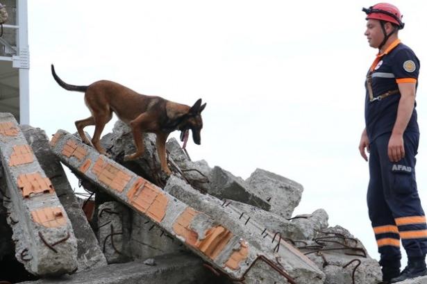 <p>Samsun İl Afet ve Acil Durum Müdürlüğü ekibi bünyesinde bulunan 'Belçika Malinois' cinsi 3 arama-kurtarma köpeğinin, enkaz altındaki canlıyı 3-7 dakika arasında buldukları belirtildi.</p>
