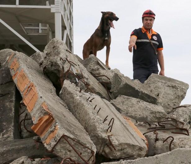 <p>"Köpekler eğitimleri sırasında birçok testten geçtikten sonra canlı arama ve kurtarma köpeği olabildi. Köpeklerimiz yüzde 100 canlı bulma garantisi ile yetiştirildi. Canlıyı enkaz altında bulma süresi 3- 7 dakika arasında. Diğer arama kurtarma araçlarından avantajlı. Sismik ve sesle arama cihazlarının kullanımında bu süre daha uzun oluyor. Bu köpekler büyük deprem ve enkazlarda arama kurtarma işini hızlandırıyor. Bu da can kurtarma açısından bizim için çok önem arz ediyor. 7/24 köpekler göreve hazır durumdalar. Karadeniz Bölgesi’nde sadece Samsun’da enkaz altında canlı arama ve kurtarma köpeği bulunuyor."</p>
