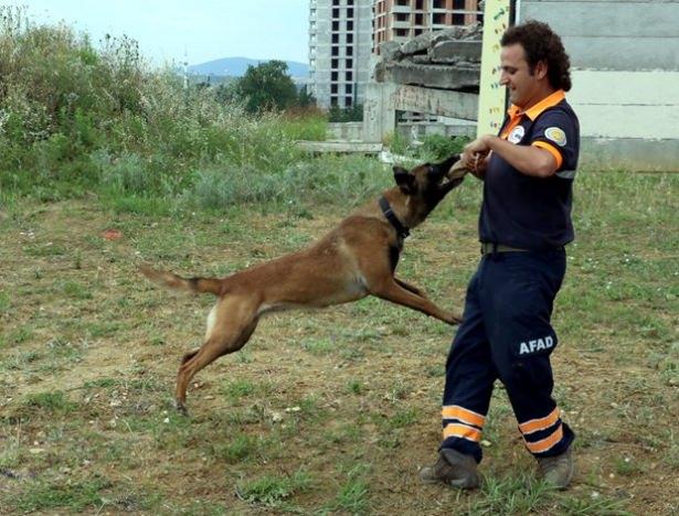 <p>"Kurumumuz bünyesindeki alanda bulunan enkazda sürekli köpeklerle canlı arama eğitimine devam ediyoruz. Sürekli pratik yapıyorlar. Bu köpeklerin en büyük özelliği burunlarının çok hassas, koku alma duyularının çok kuvvetli olması. Bir deprem anında büyük bir enkazda 10- 15 kişilik bir ekibin canlı bulması saatlerce sürebilir. Ama bu kalitedeki köpeklerlerle canlıya dakikalar içinde ulaşabiliyoruz. Bu köpekler bizim göz bebeğimiz."</p>
