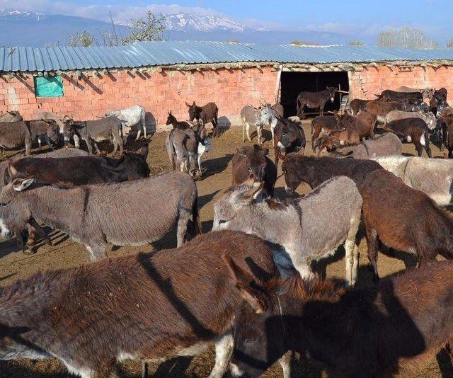 <p>Taşçı, ürettiği sütün çoğunu cilt kreminde kullanılmak üzere kozmetik sanayisine pazarladığını ifade etti.</p>
