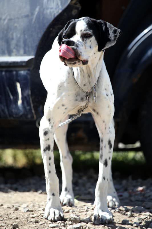 <p>Yakutiye il&ccedil;esi TOKİ K&uuml;me Evleri'nde ikamet eden ve ismini vermek istemeyen bir kişi, yaklaşık bir yıl &ouml;nce aldığı Alman Pointer cinsi av k&ouml;peğine evde bakacak yeri olmadığı i&ccedil;in otomobilini k&ouml;pek kul&uuml;besine d&ouml;n&uuml;şt&uuml;rd&uuml;ğ&uuml;n&uuml; s&ouml;yledi.</p>
