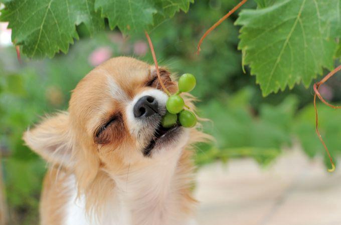 <p>Köpeklerin yaşı, cinsi ve büyüklüğü fark etmiyor. </p>