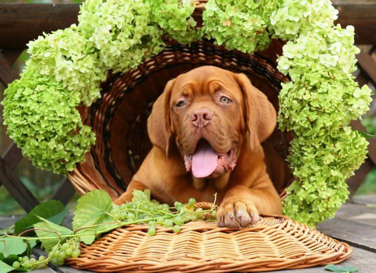 <p>Bilinen tek şey, <strong>dört üzüm tanesinin bile köpeklerin hayatını kaybetmesine</strong> neden olabileceği gerçeği.</p>
