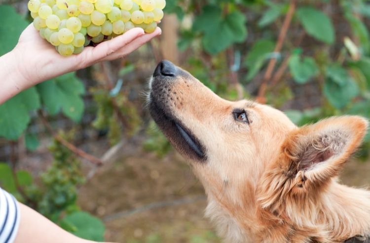 <p>Hiçbir köpeğin üzüm tüketmemesi gerekiyor. </p>