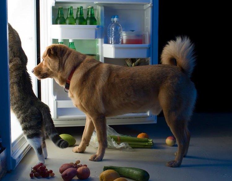 <p>Evde bulunan bazı yiyecekleri köpeğinize asla vermemeniz gerekiyor.</p>
