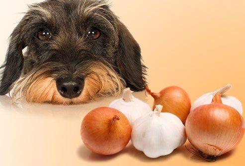 <p>Mesela köpeklerin çikolata ve soğan yememesi gerektiğini herkes biliyor. </p>