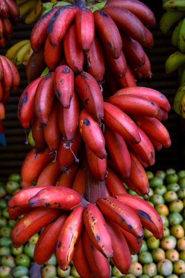 <p>Kırmızı muzda hafif bir çilek/mango tadı vardır.</p>
