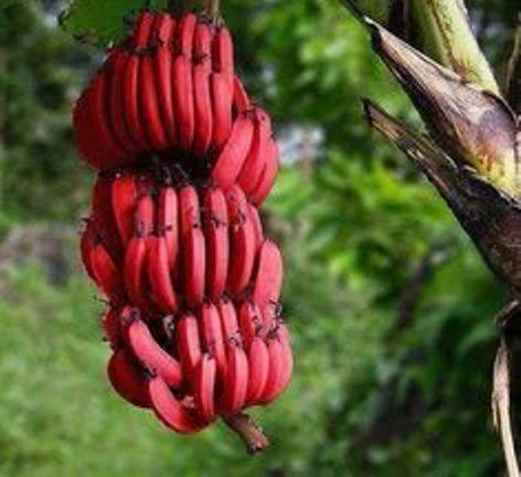 <p>Güllü fotoğrafın altına, "Ekvador'dan 2 sene önce soğan halinde getirmiştim. <br />
<br />
</p>