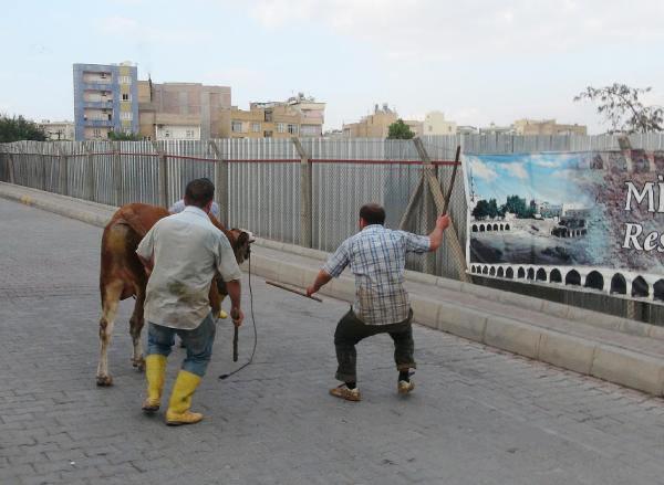 Şanlıurfa'da sahibinin elinden kaçan kurbanlık boğa 1 saatlik kovalamacanın ardından yakalanabildi
